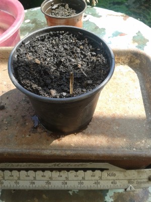 20130725_125140.jpg (285.37 KiB) 12392 mal betrachtet Terra