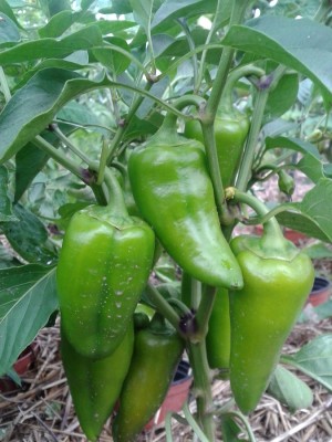 jetzt fängt der Paprika richtig an zu Fruchten