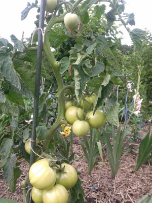 Den Freilandtomaten geht es richtig gut. Im untern Bildbereich sieht man die Mulchschicht aus Stroh welche im Freiland die gefürchtete Braunfäule vehindern hilft.