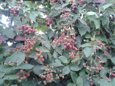 Brombeeren mit bokaschi gemulcht die mögen es augenscheinlich.