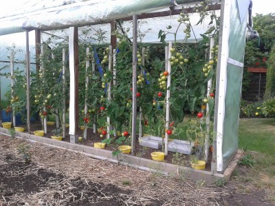 Tomaten wo es auch nachts schön warm ist wachsen sie super mmh das gibt lecker Letsho