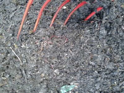 sehr viele fleißige kompostwürmer<br />und schon schöne schwarze Farbe des Substrats