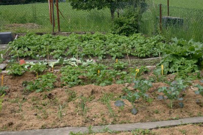 Gemüsegarten29.Mai201002.jpg