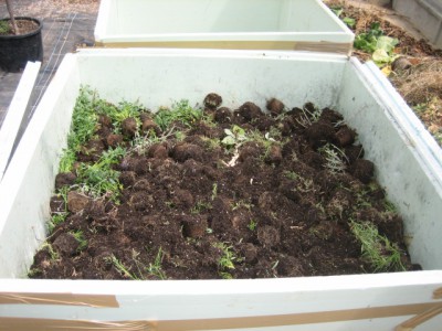 IMG_6513.JPG (142.79 KiB) 27131 mal betrachtet Auffüllen mit Pflanzenmaterial