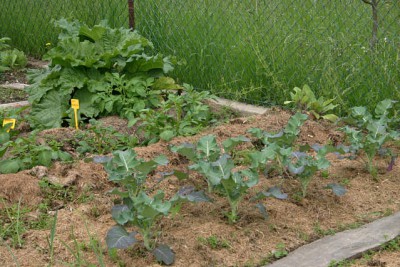 Gemüsegarten 29. Mai 2010 02.jpg