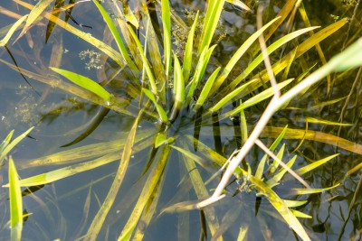 Krebsschere_im_Teich.jpg